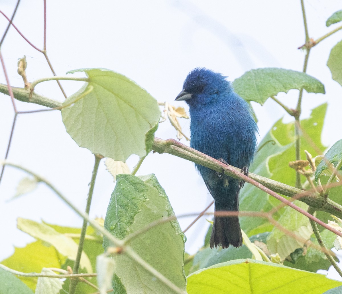 Indigo Bunting - ML619388293