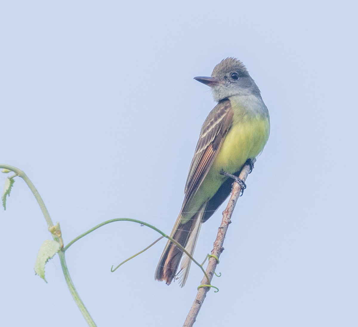 Great Crested Flycatcher - Roy Freese