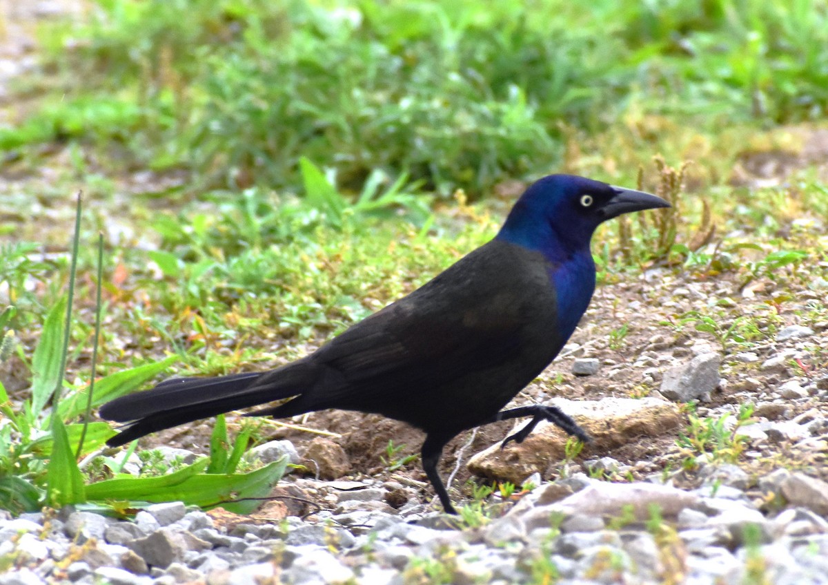 Common Grackle - Ed Leathers