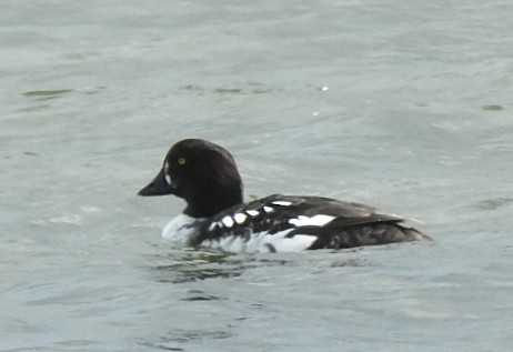 Barrow's Goldeneye - Deborah Fleming