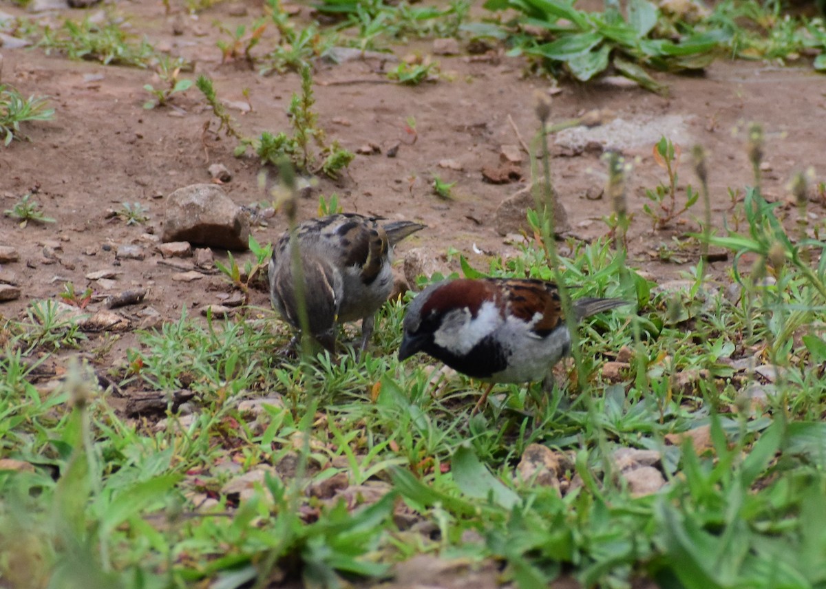 House Sparrow - Ed Leathers