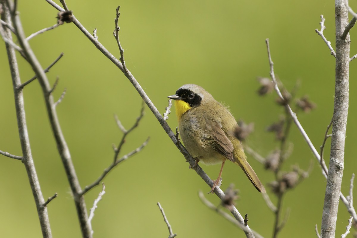 Common Yellowthroat - ML619388328