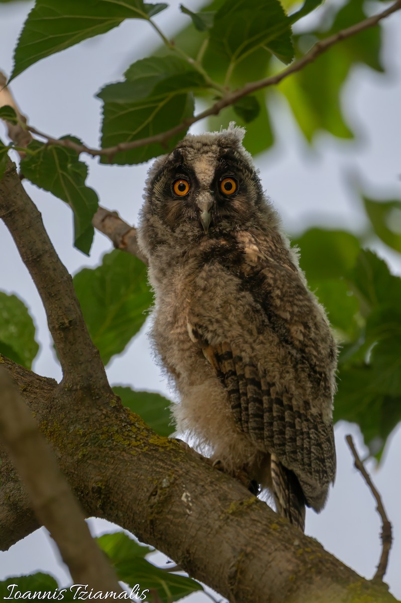 Long-eared Owl - Ioannis Tziamalis