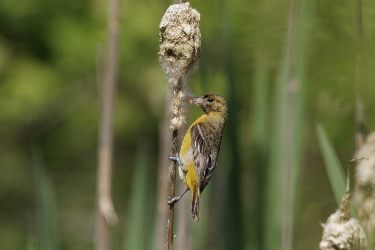 Baltimore Oriole - ML619388333