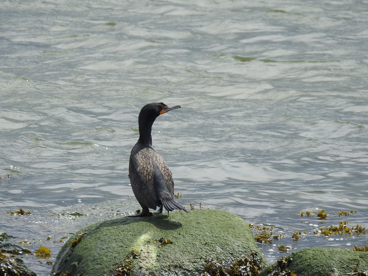 Double-crested Cormorant - ML619388359