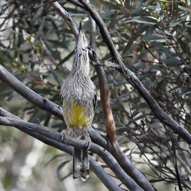 Red Wattlebird - Mike Barrow