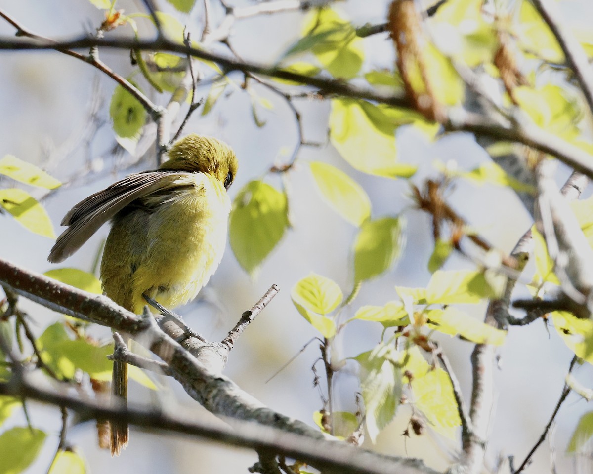 Orchard Oriole - Cate Hopkinson