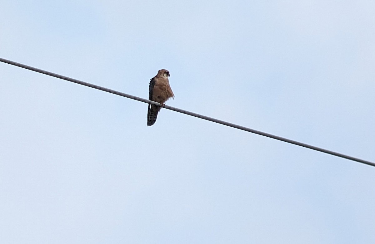Red-footed Falcon - ML619388367