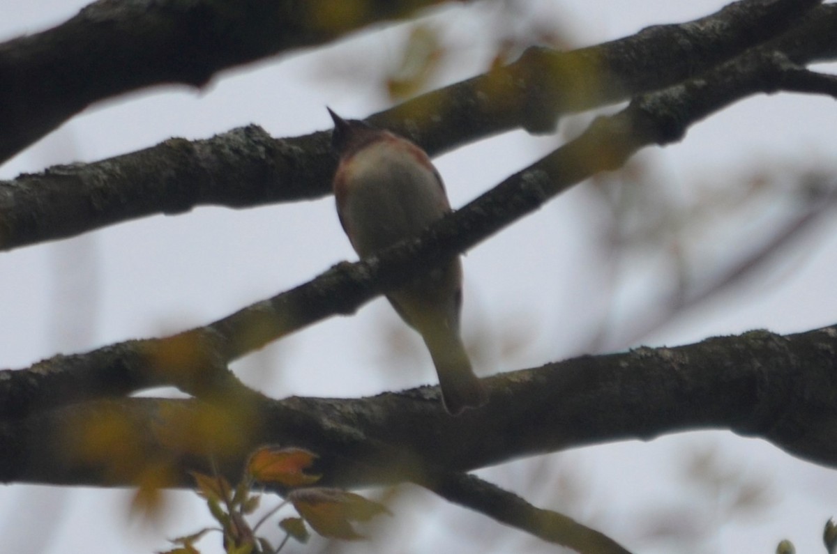 Bay-breasted Warbler - Larry Clarfeld