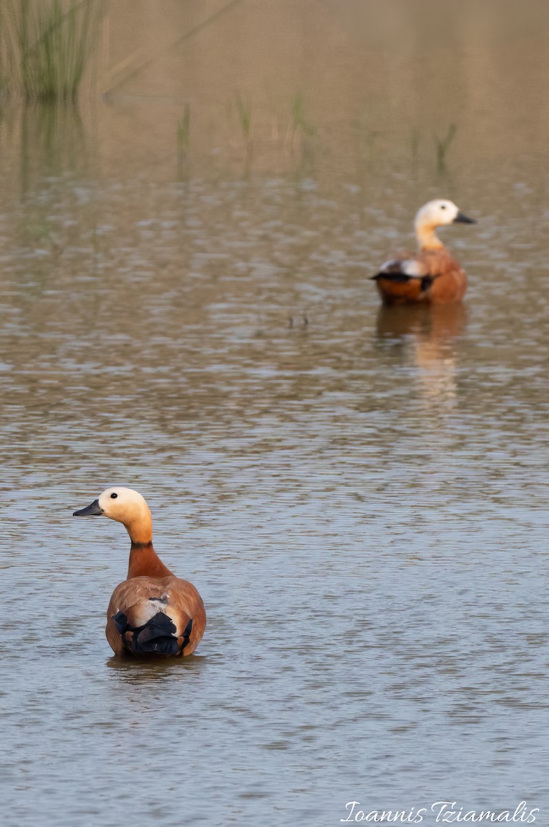 Ruddy Shelduck - Ioannis Tziamalis