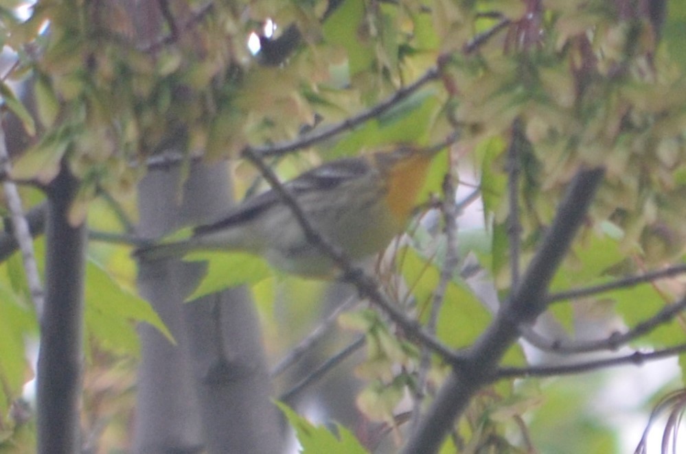 Blackburnian Warbler - Larry Clarfeld