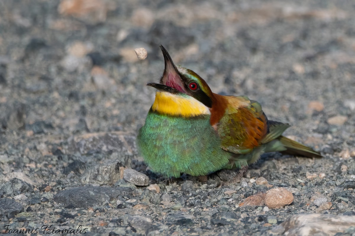 European Bee-eater - Ioannis Tziamalis