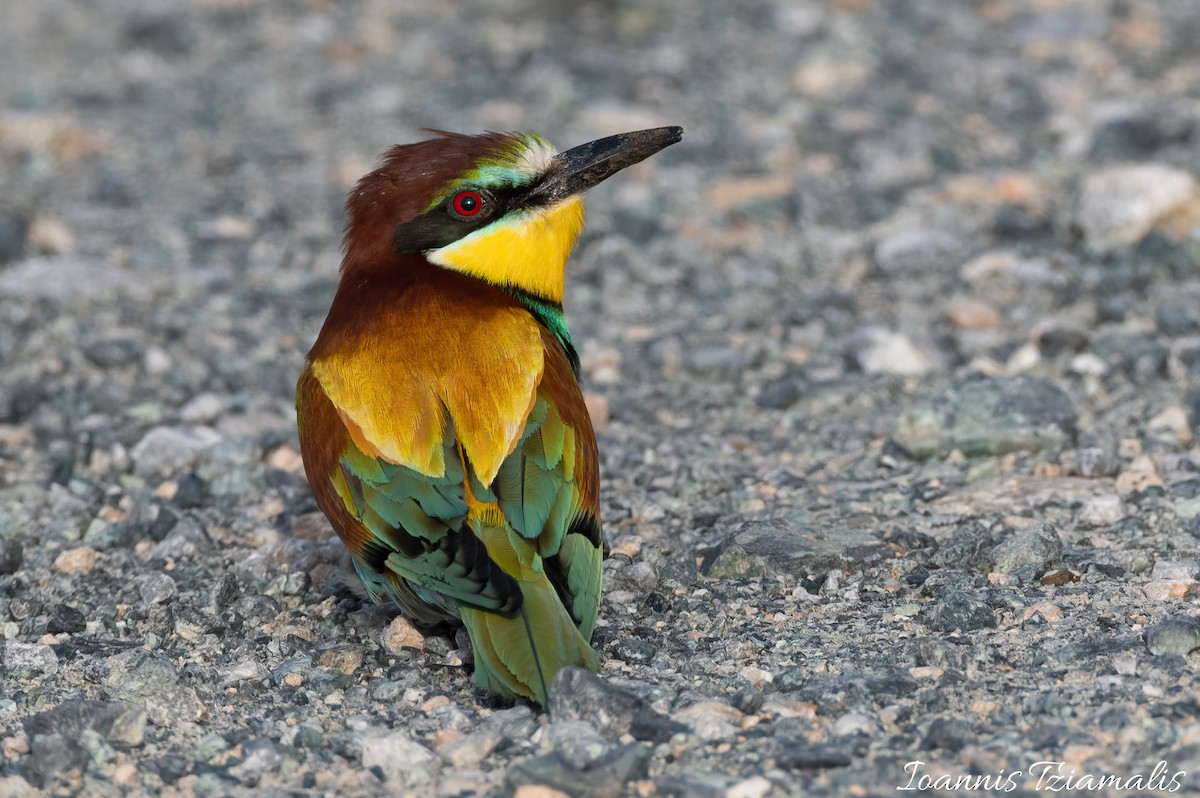 European Bee-eater - Ioannis Tziamalis