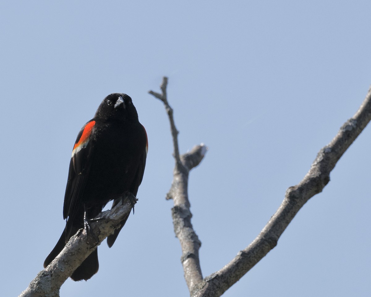Red-winged Blackbird - Cate Hopkinson