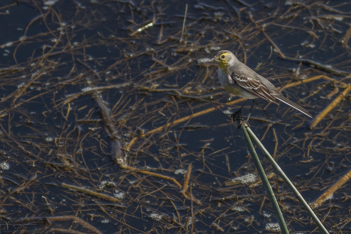 Citrine Wagtail - ML619388427