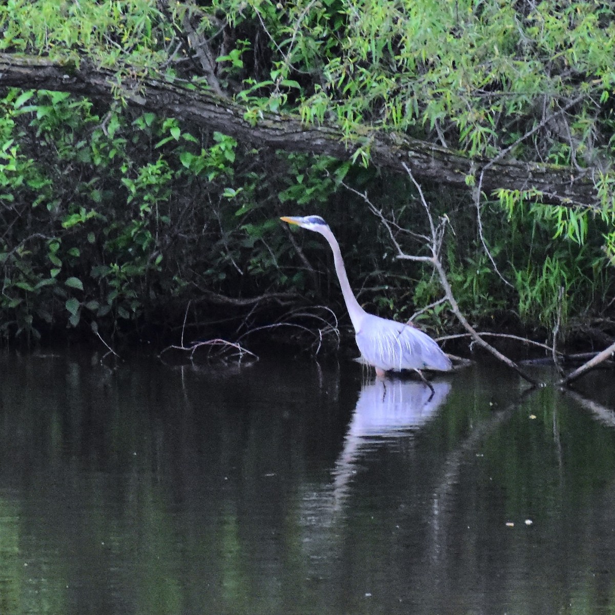 Great Blue Heron - ML619388457