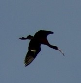 White-faced Ibis - Deleise Brewer