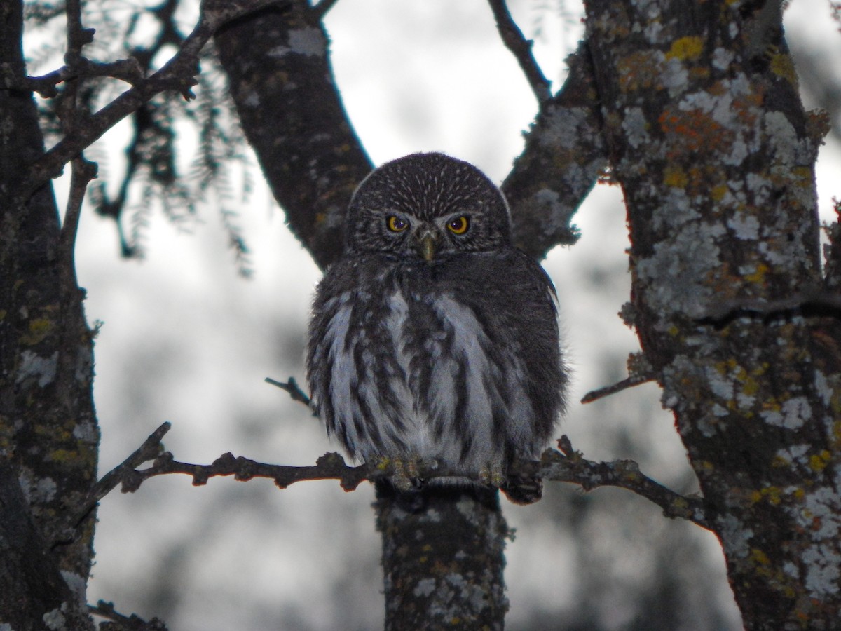 Ferruginous Pygmy-Owl - Bautista Cerminato