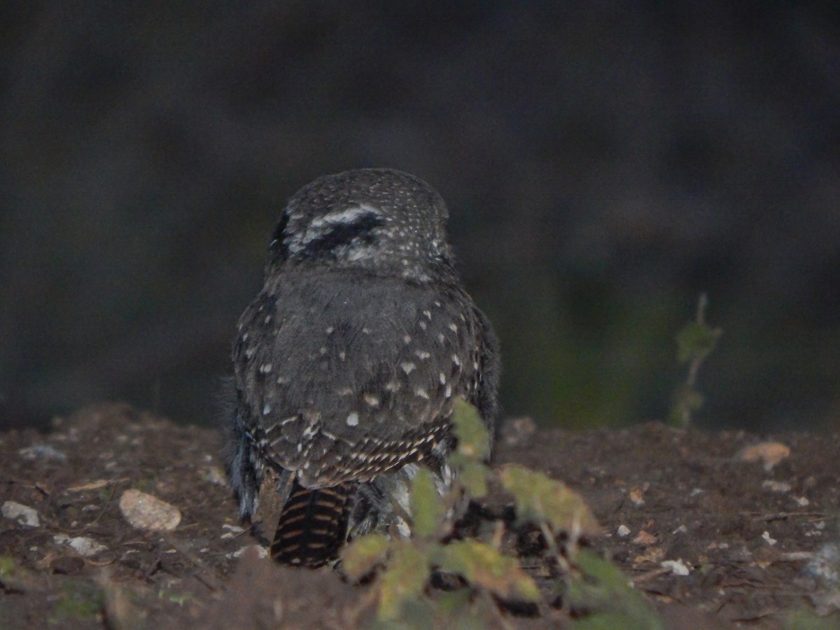 Ferruginous Pygmy-Owl - Bautista Cerminato