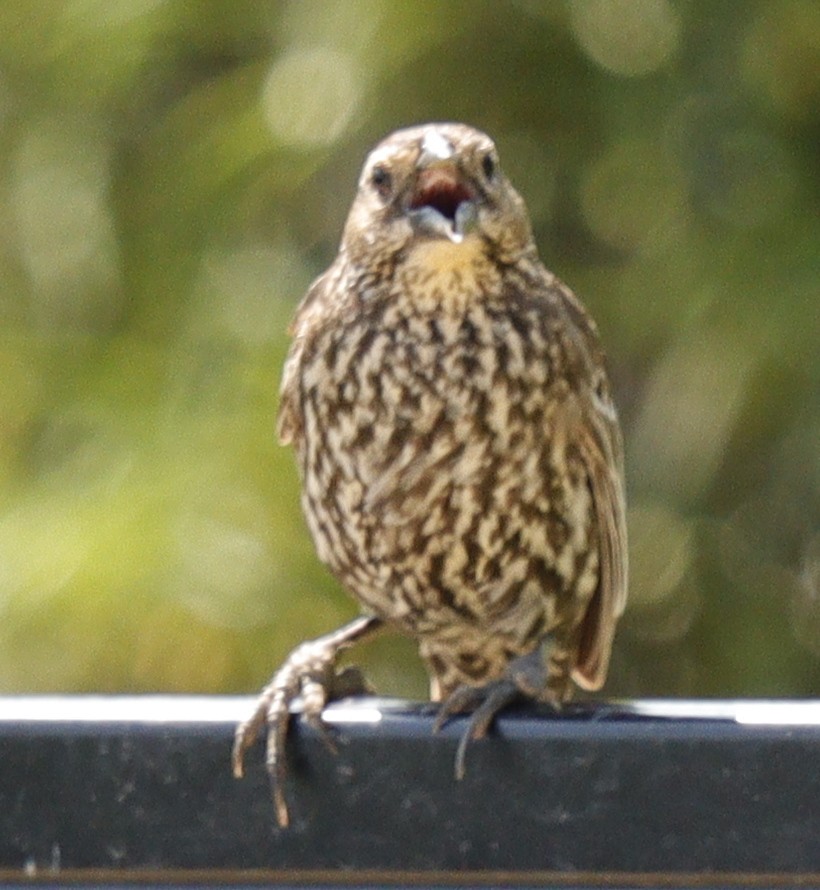 Red-winged Blackbird - Eric B