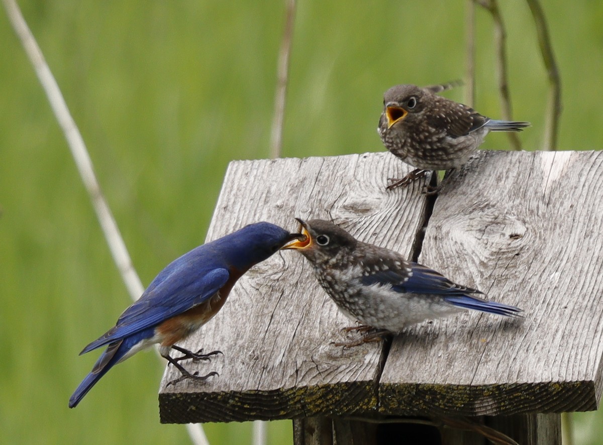 Eastern Bluebird - Eric B