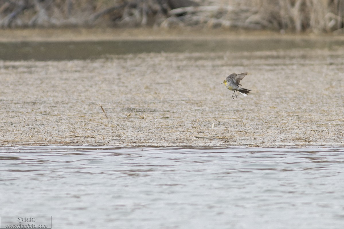 Citrine Wagtail - ML619388479