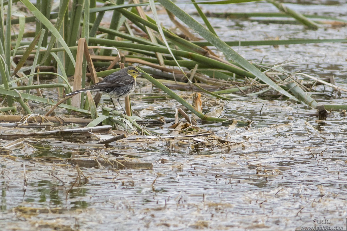 Citrine Wagtail - ML619388481