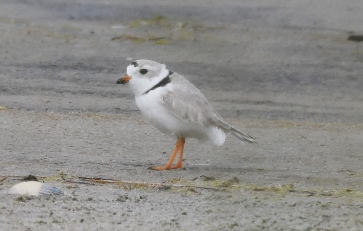 Piping Plover - David True