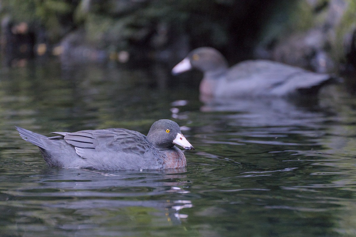 Blue Duck - Christopher Tuffley