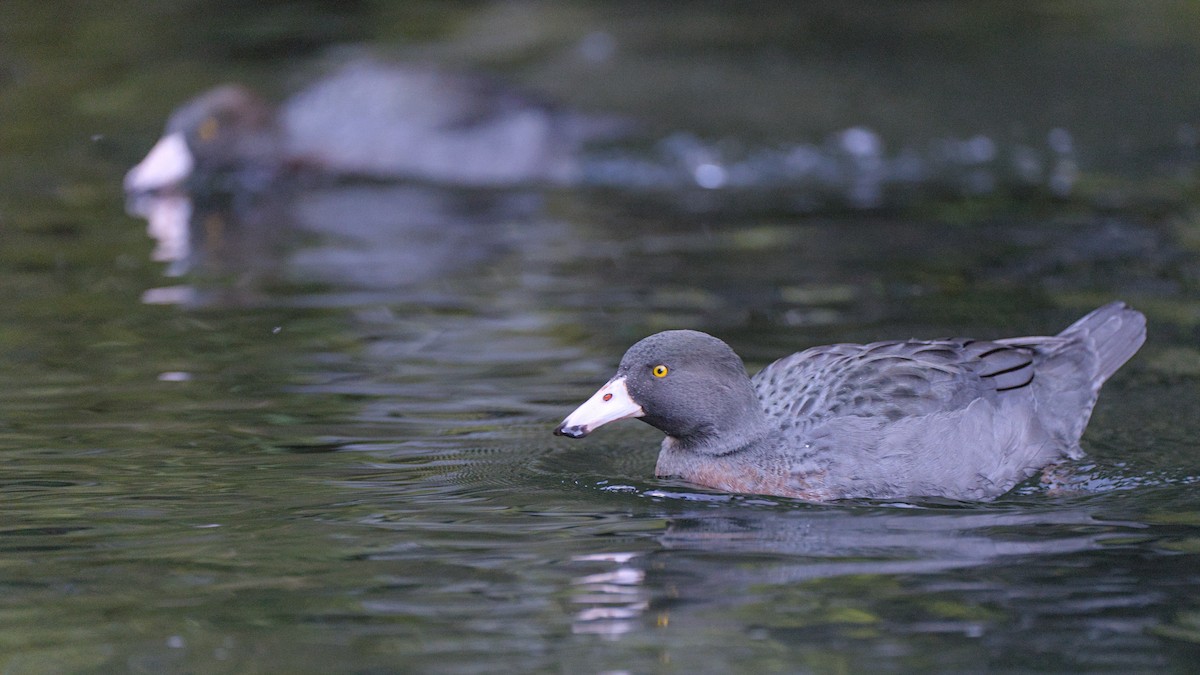 Blue Duck - Christopher Tuffley