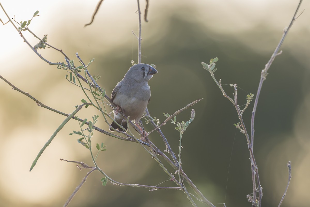 Zebra Finch - ML619388506