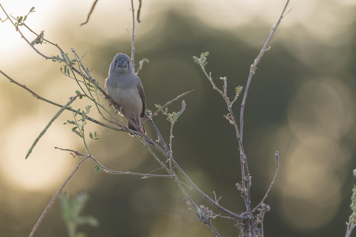 Zebra Finch - ML619388507