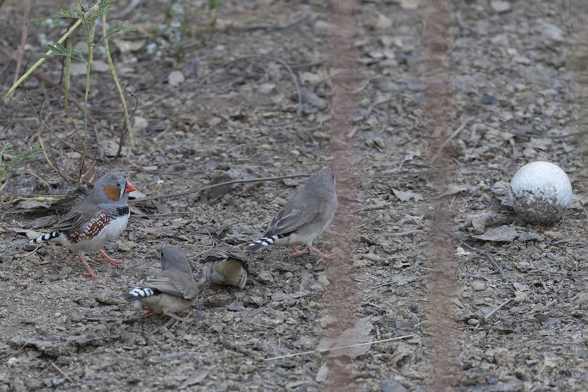 Zebra Finch - Dana Cameron