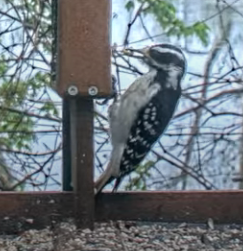 Hairy Woodpecker - andres ebel