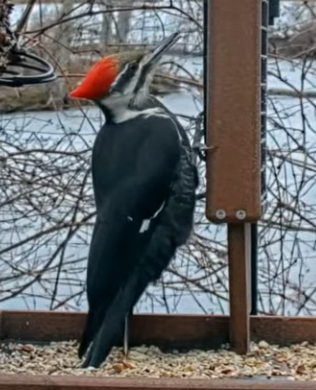 Pileated Woodpecker - andres ebel