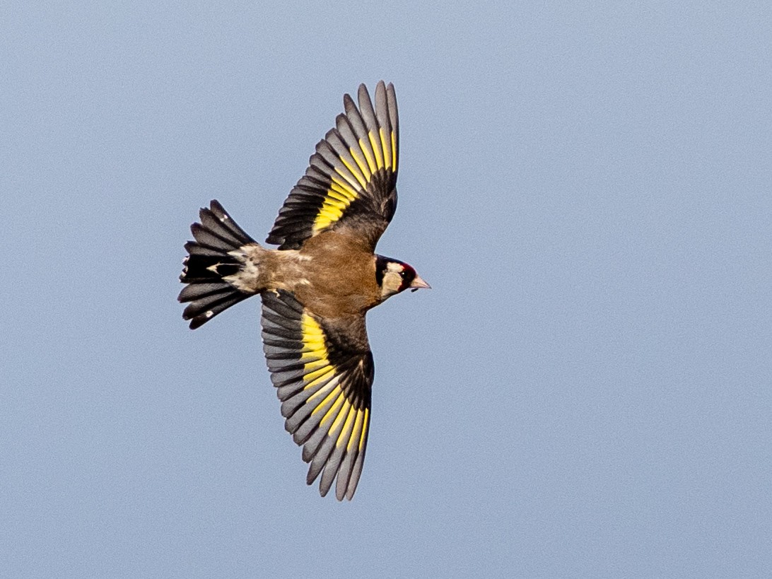 European Goldfinch - Ken Nickerson