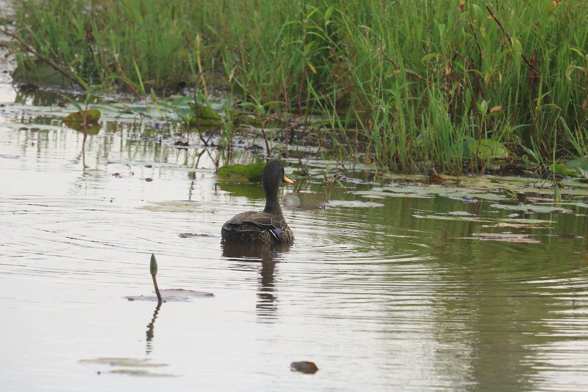 Yellow-billed Duck - ML619388554