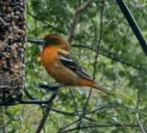 Baltimore Oriole - andres ebel