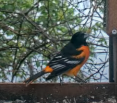 Baltimore Oriole - andres ebel