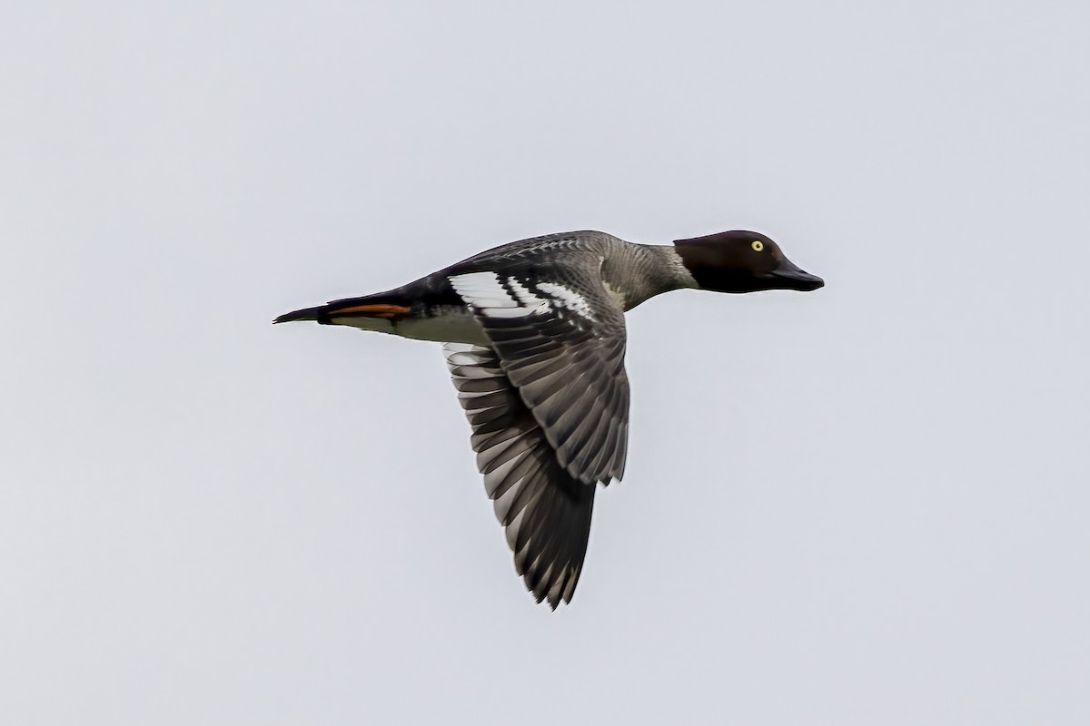 Common Goldeneye - Paul Beerman