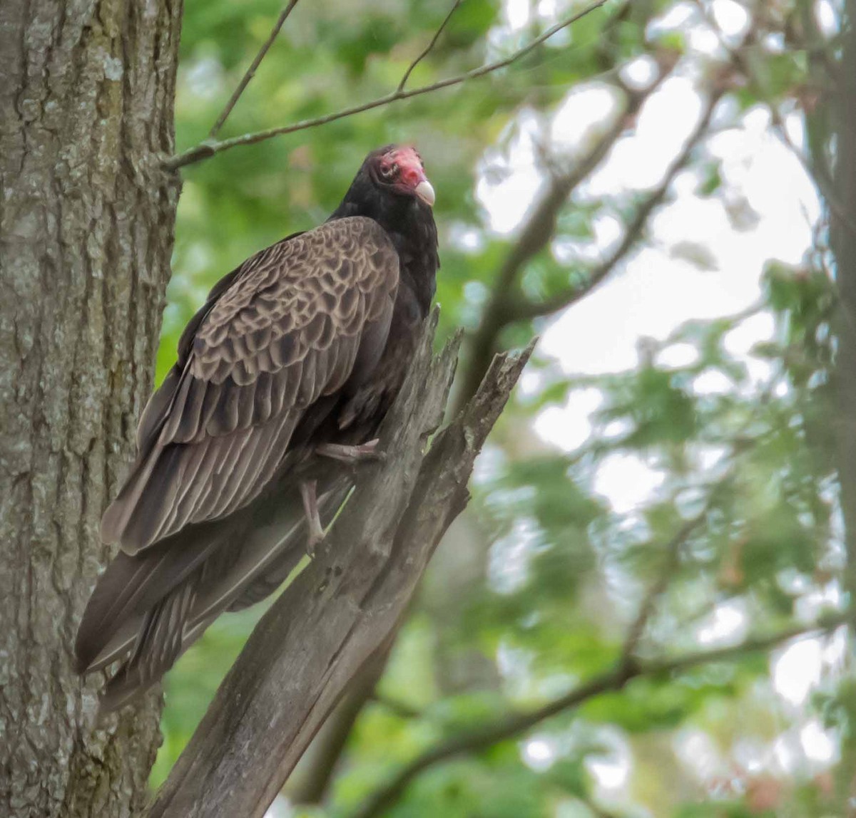 Turkey Vulture - ML619388578