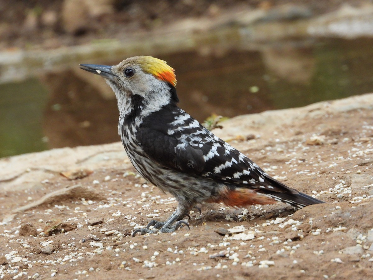 Brown-fronted Woodpecker - Aarav Dhulla