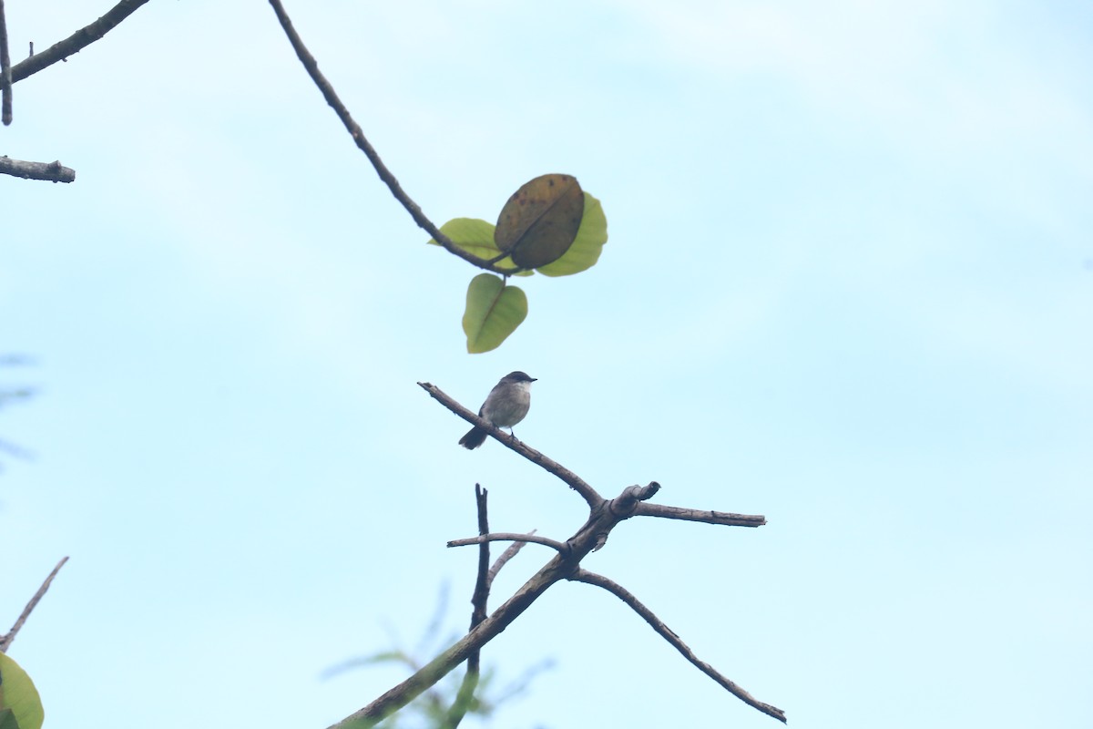 Swamp Flycatcher - Blessed Isaac Olupot