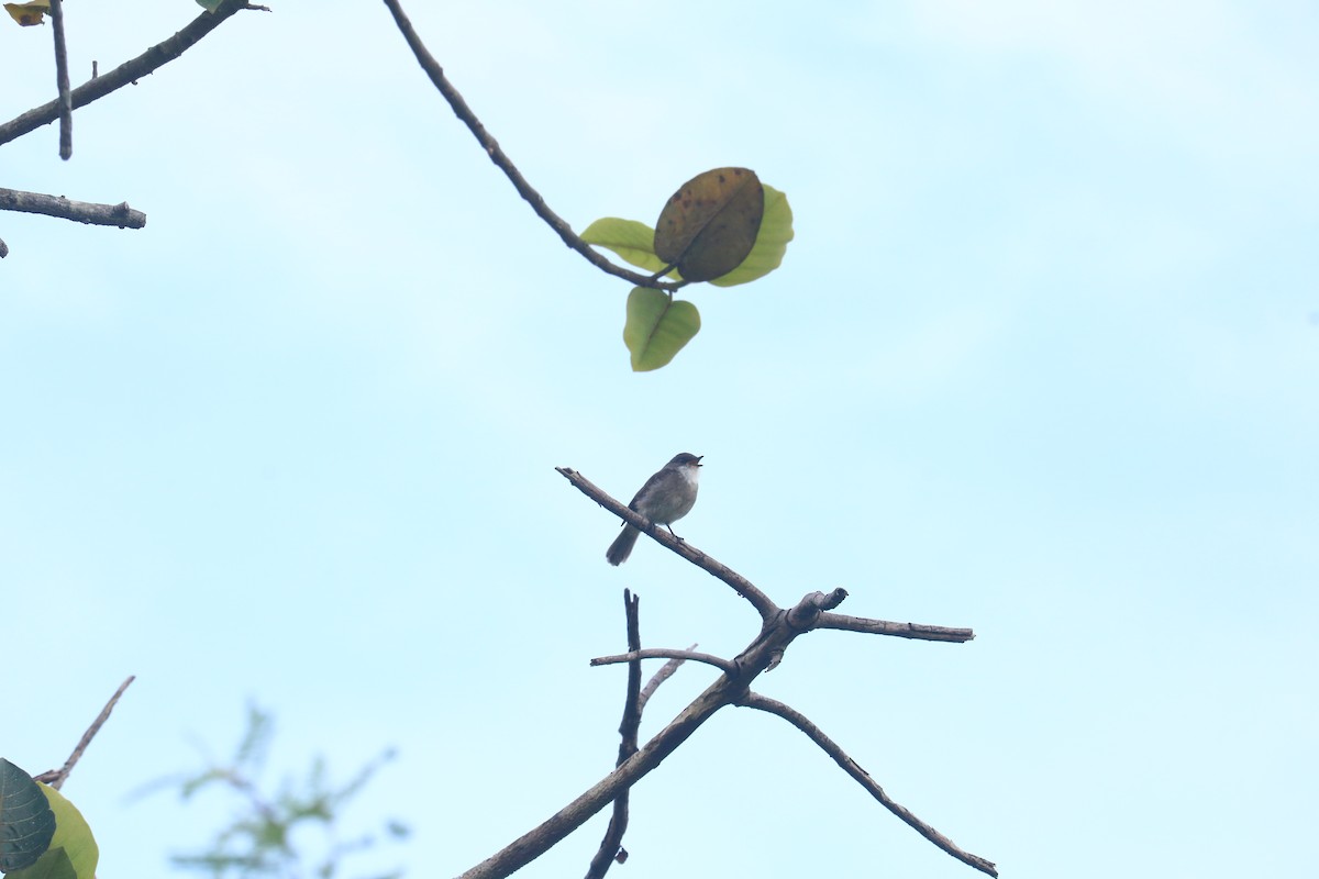 Swamp Flycatcher - Blessed Isaac Olupot