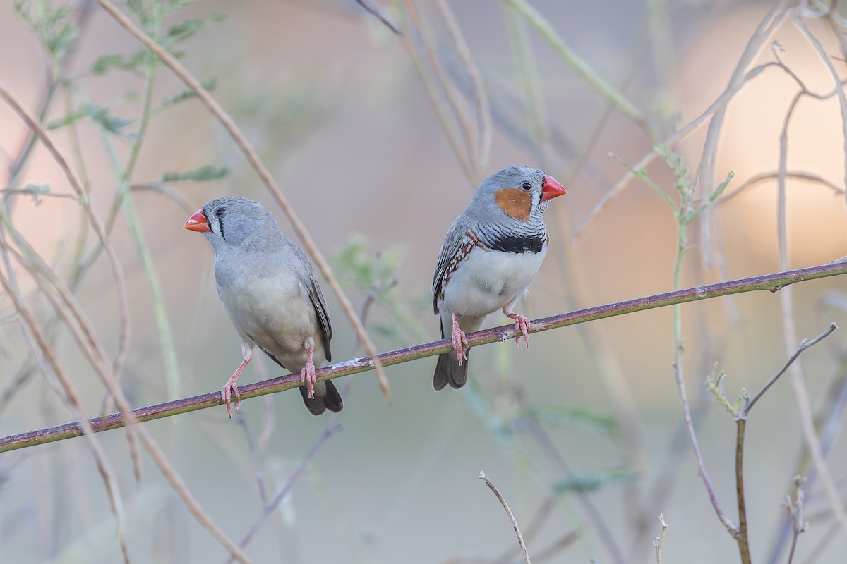 Zebra Finch - ML619388590