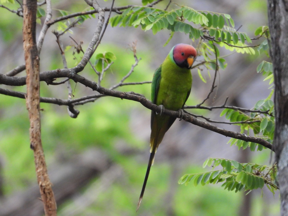 Plum-headed Parakeet - ML619388597