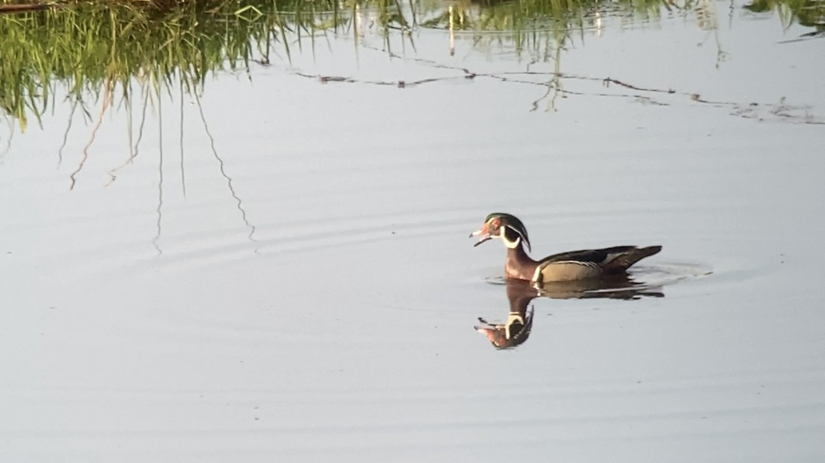 Wood Duck - André BERNARD