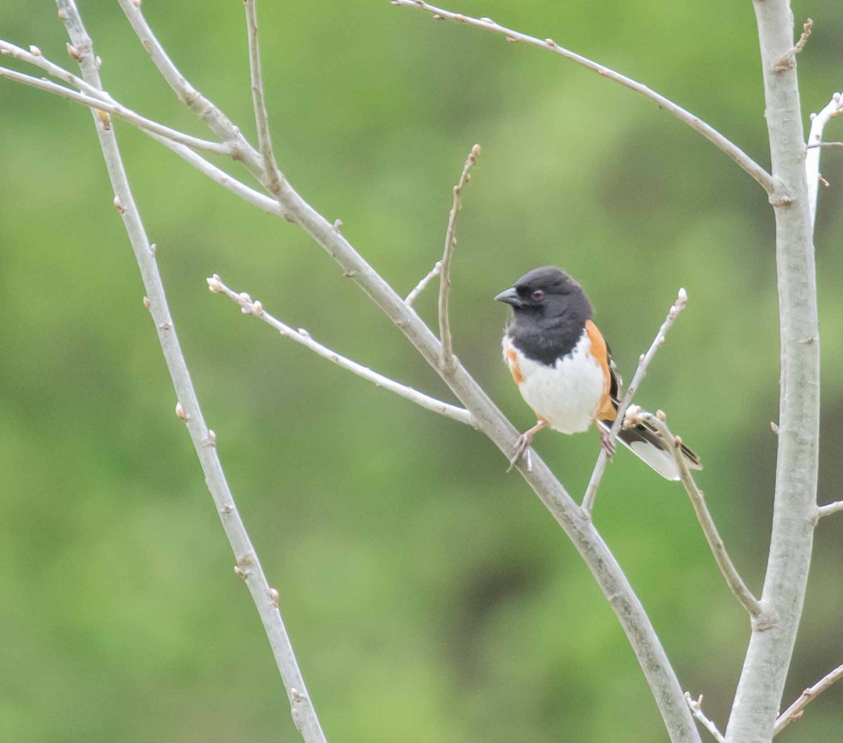 Eastern Towhee - David Crotser