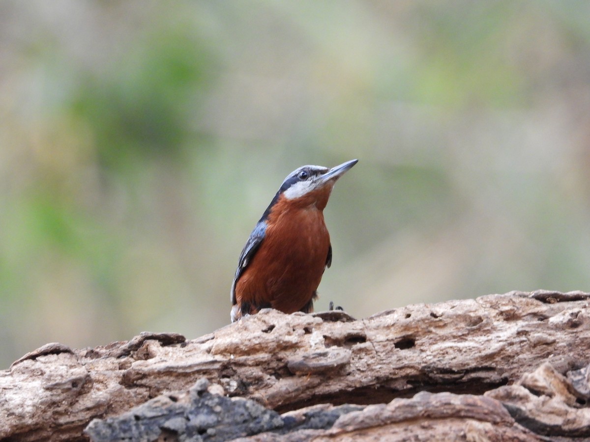 Chestnut-bellied Nuthatch - Aarav Dhulla