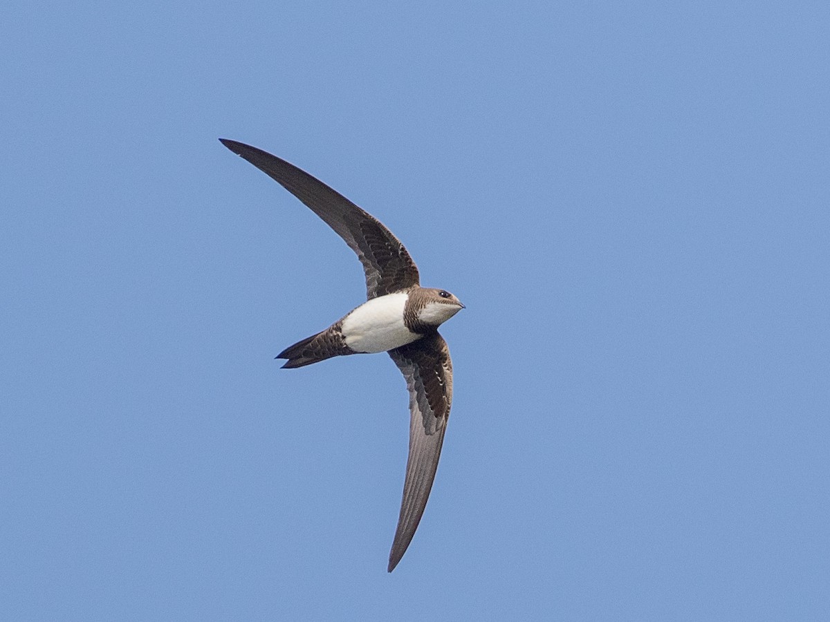 Alpine Swift - Ken Nickerson